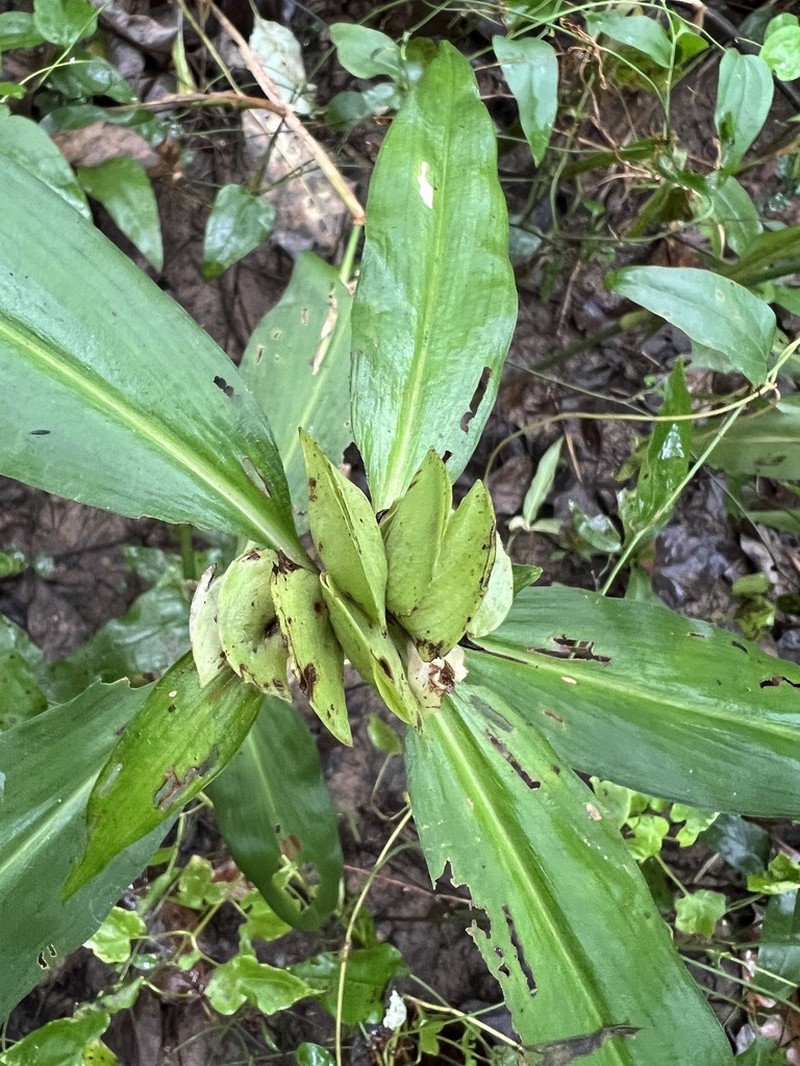 Virginia Dayflower photo 8
