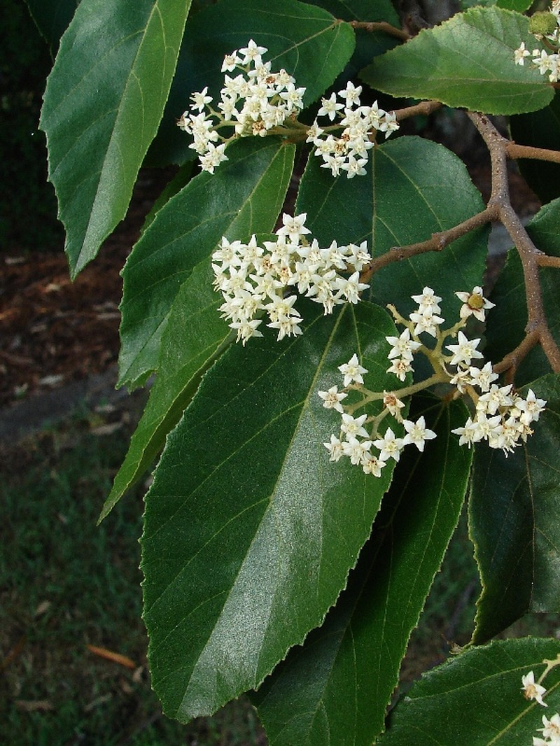 Brown Kurrajong photo 5