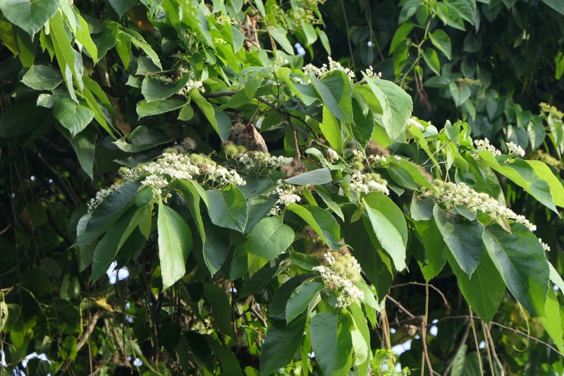Brown Kurrajong photo 6