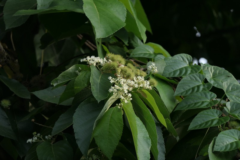 Brown Kurrajong photo 7