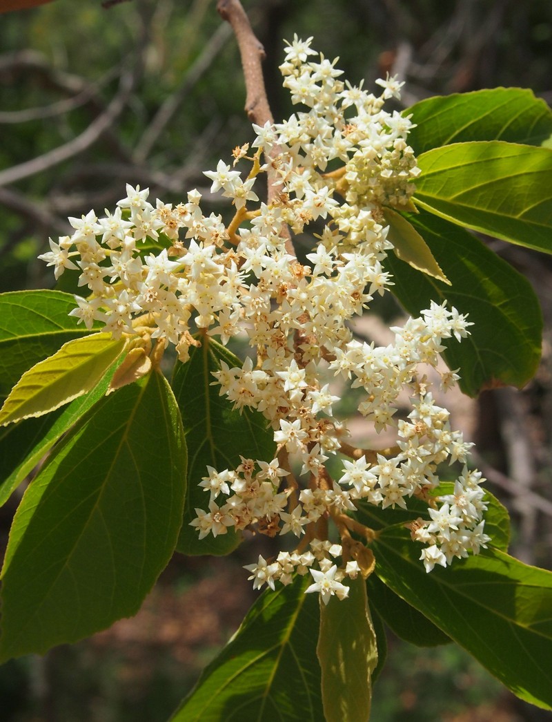 Brown Kurrajong photo 2