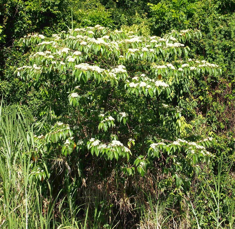 Brown Kurrajong photo 4