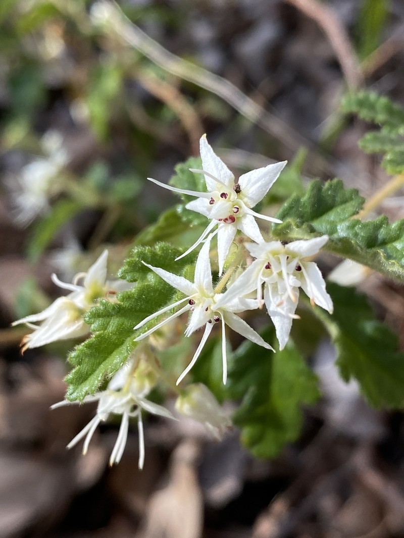 Commersonia corniculata