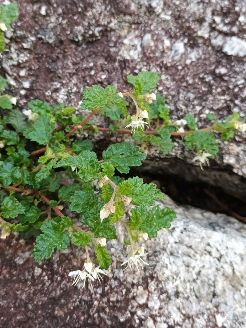 Commersonia corniculata photo 2