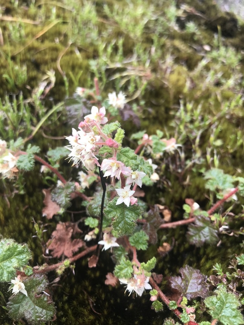 Commersonia corniculata photo 3