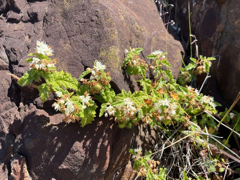 Commersonia corniculata photo 4