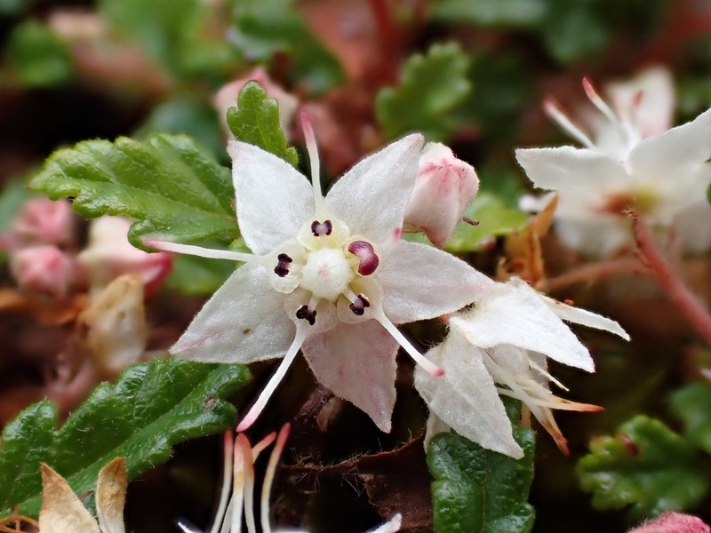 Commersonia corniculata photo 5