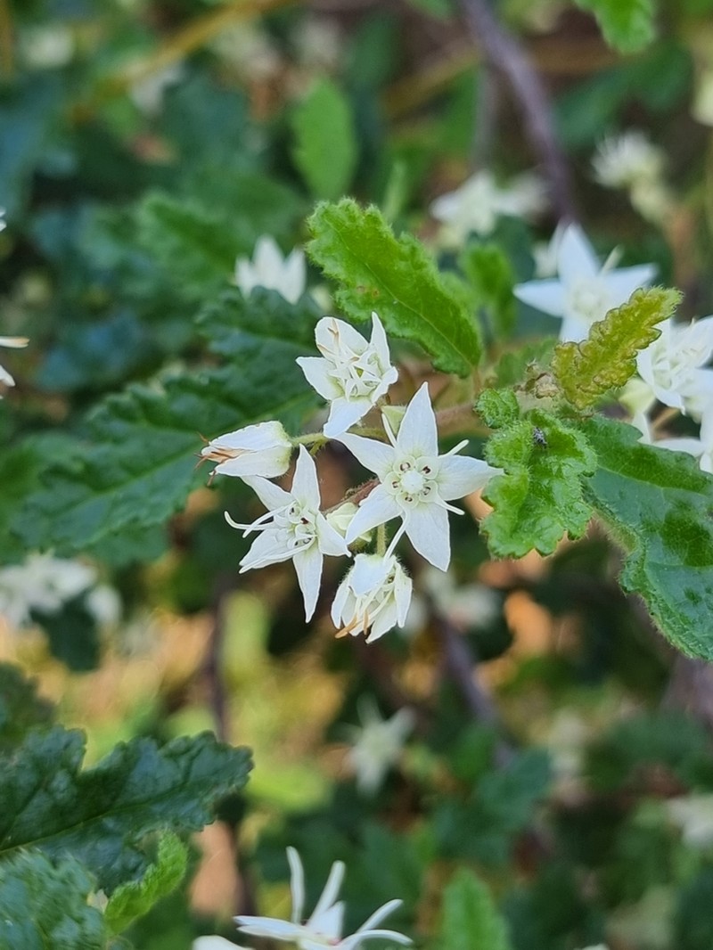 Commersonia corniculata photo 6