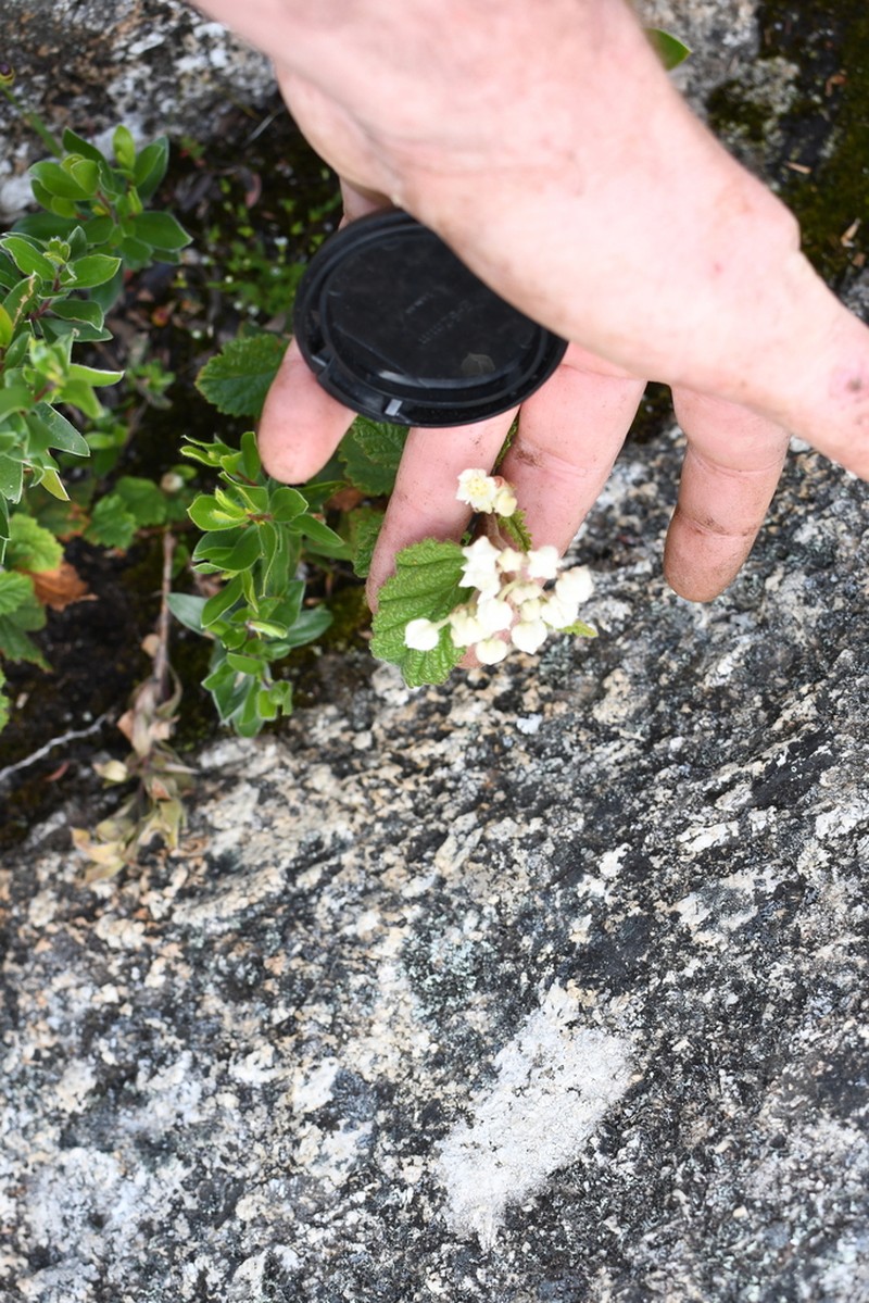 Commersonia corniculata photo 7