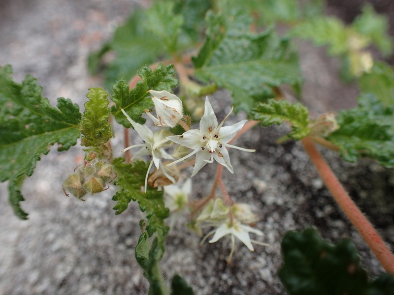 Commersonia corniculata photo 8