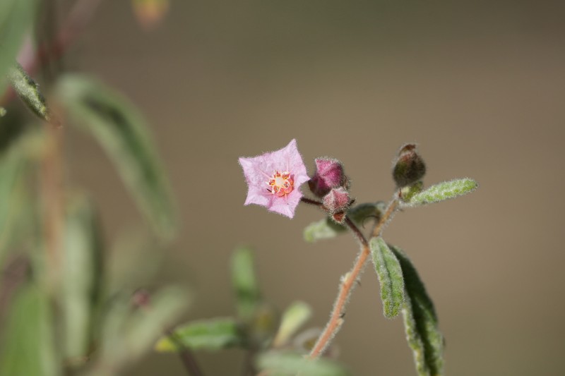Commersonia magniflora subsp. magniflora