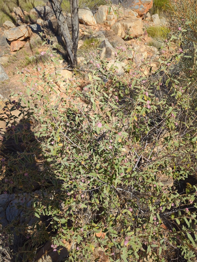 Commersonia magniflora subsp. magniflora photo 3