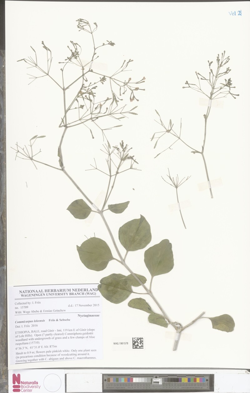 Commicarpus leleensis