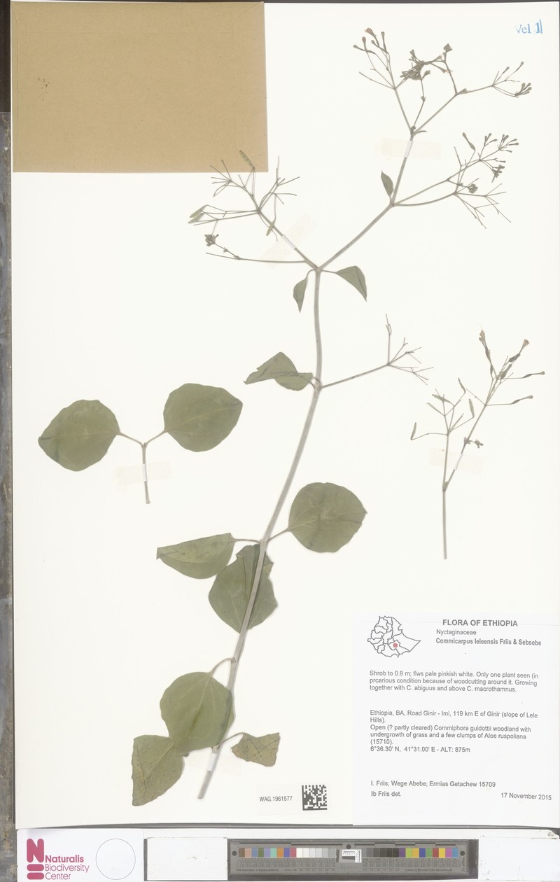 Commicarpus leleensis photo 2