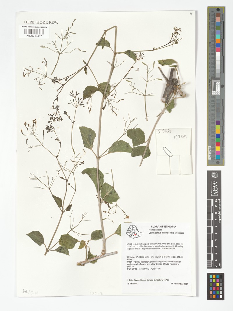 Commicarpus leleensis photo 3