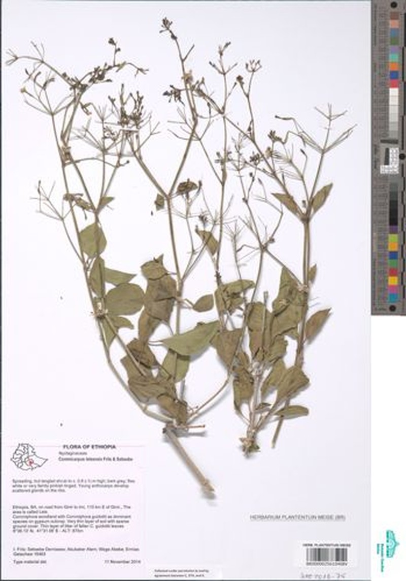 Commicarpus leleensis photo 4