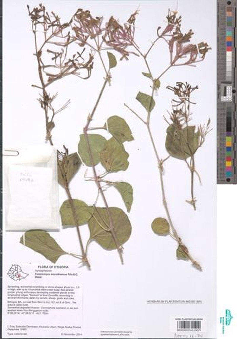 Commicarpus macrothamnus