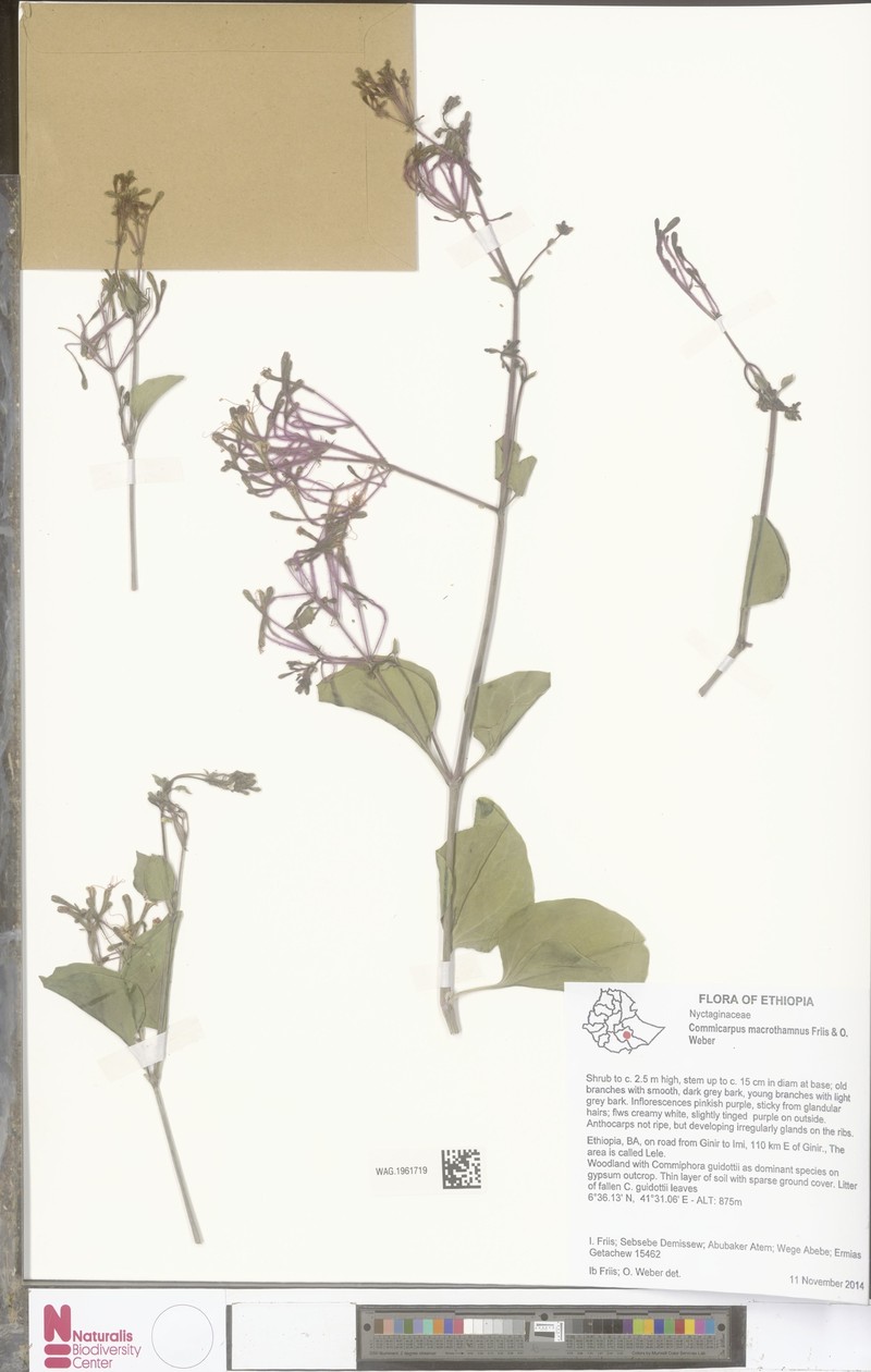 Commicarpus macrothamnus photo 2