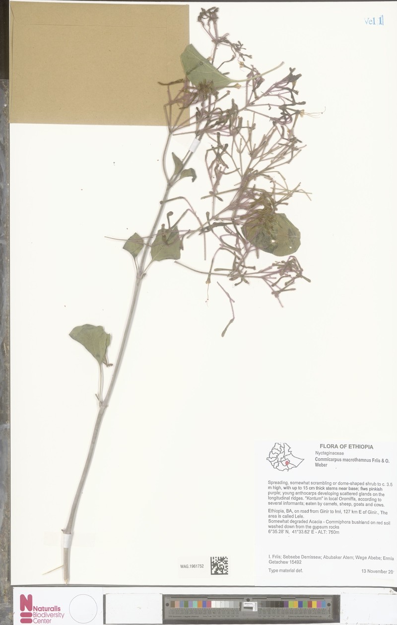 Commicarpus macrothamnus photo 3