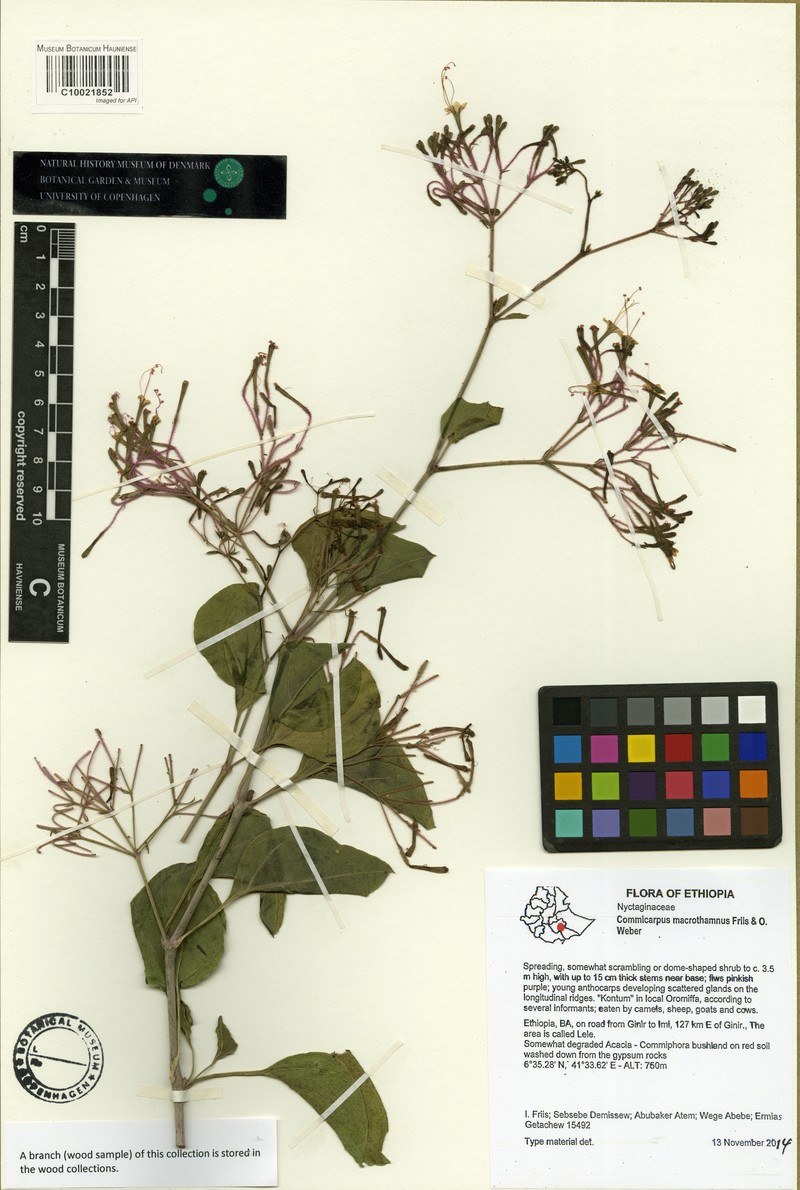 Commicarpus macrothamnus photo 4