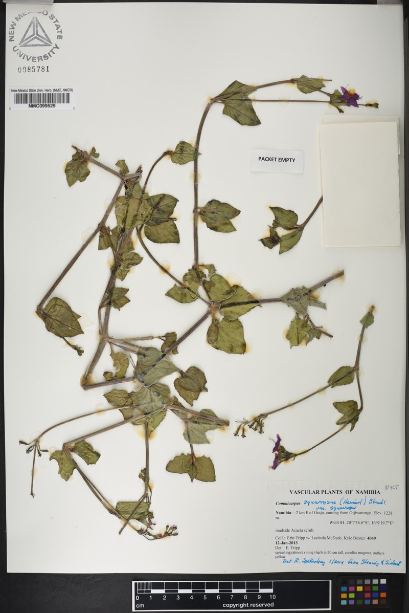Commicarpus squarrosus var. squarrosus