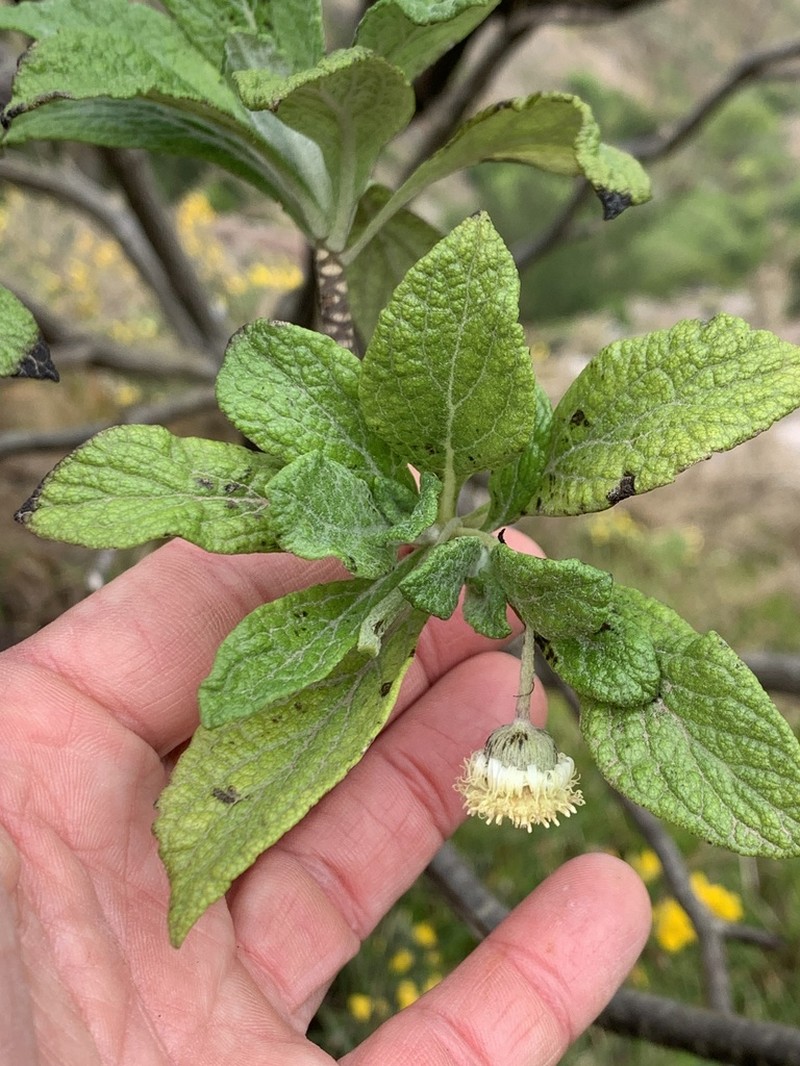 Commidendrum robustum photo 3