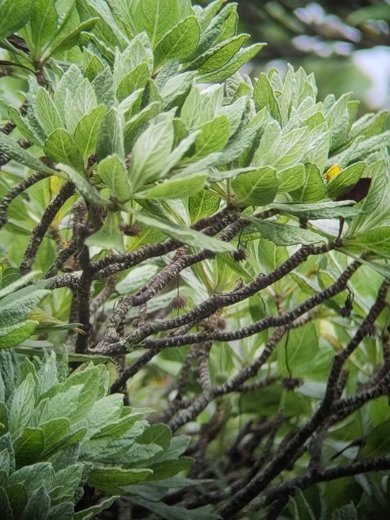 Commidendrum robustum photo 4