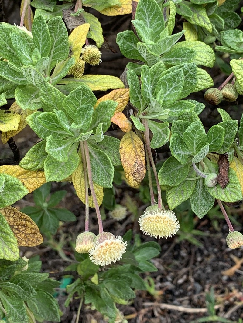 Commidendrum robustum photo 5