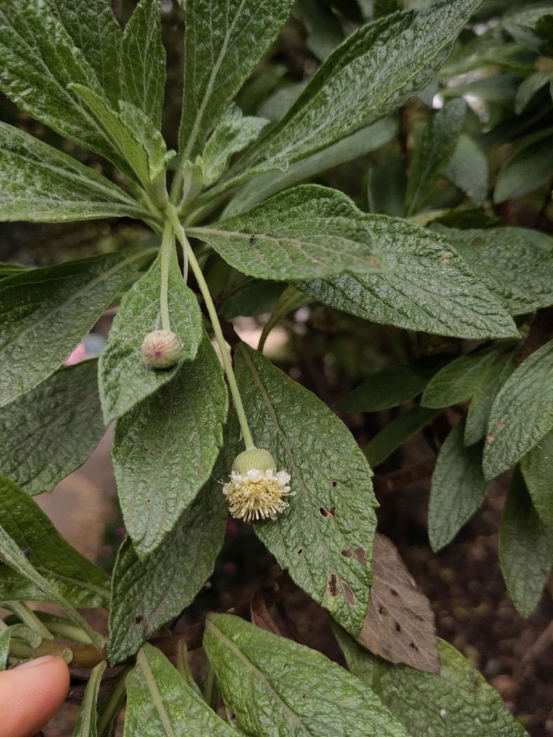 Commidendrum robustum photo 7