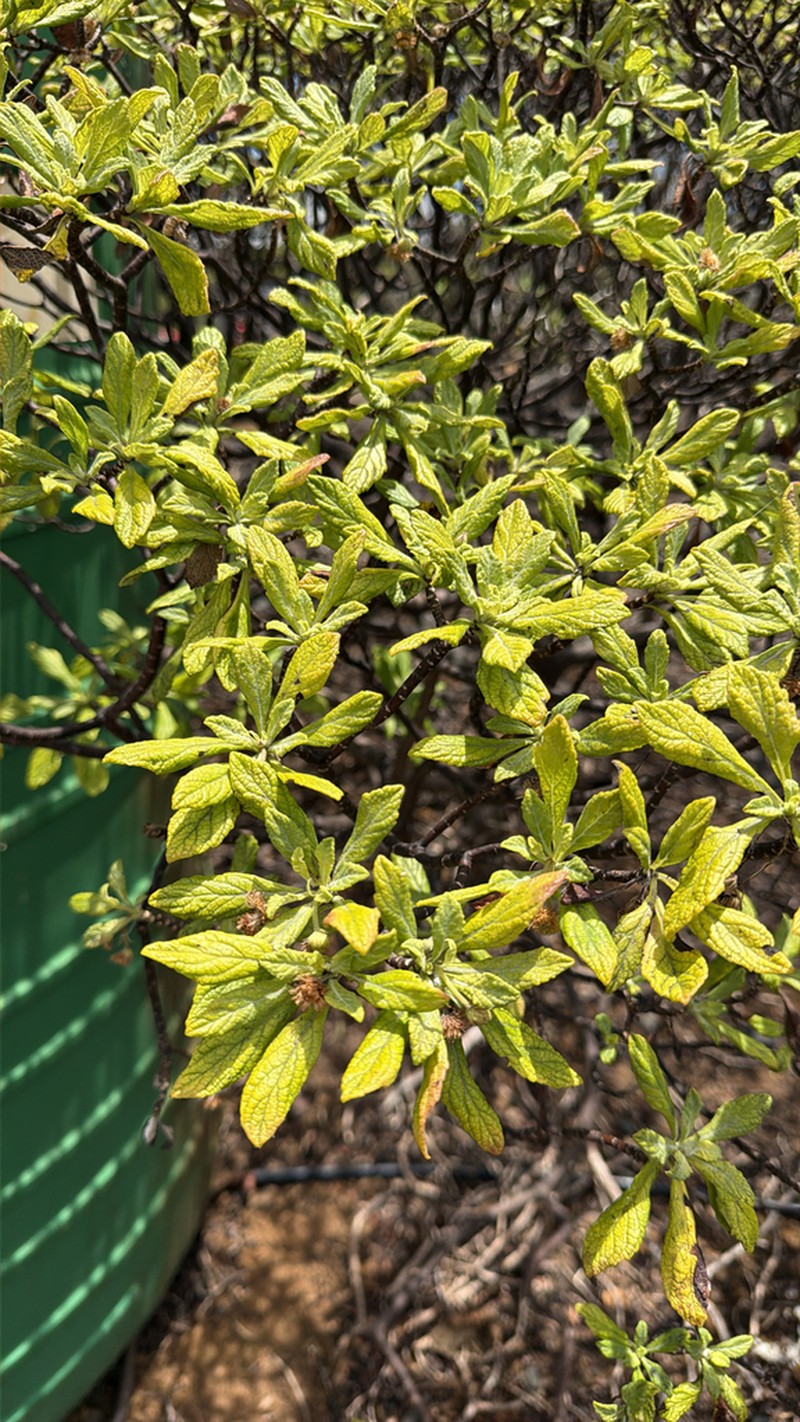 Commidendrum robustum photo 8