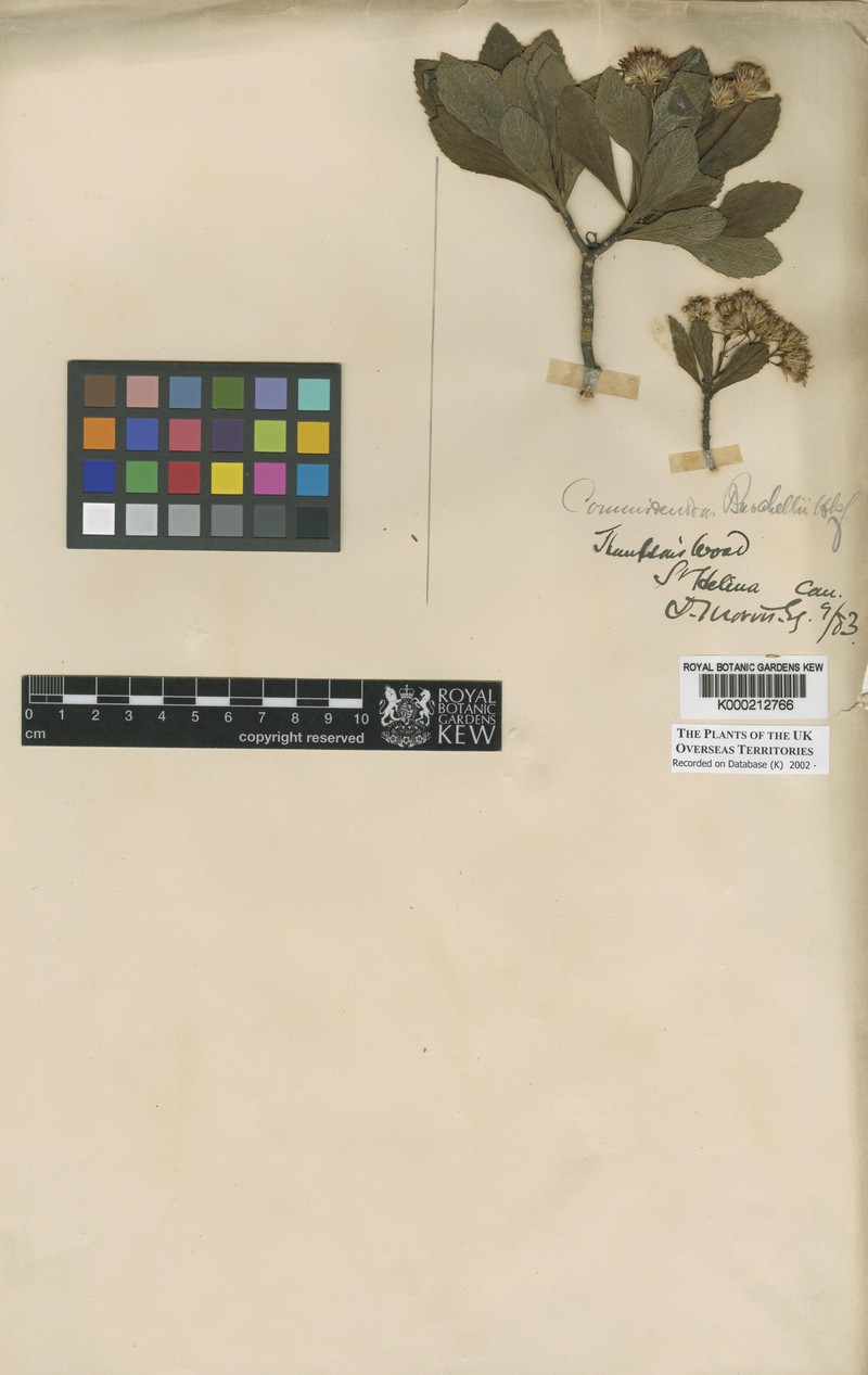Commidendrum robustum subsp. gummiferum