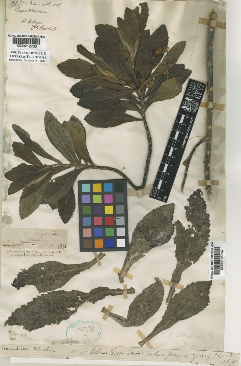 Commidendrum robustum subsp. gummiferum photo 2