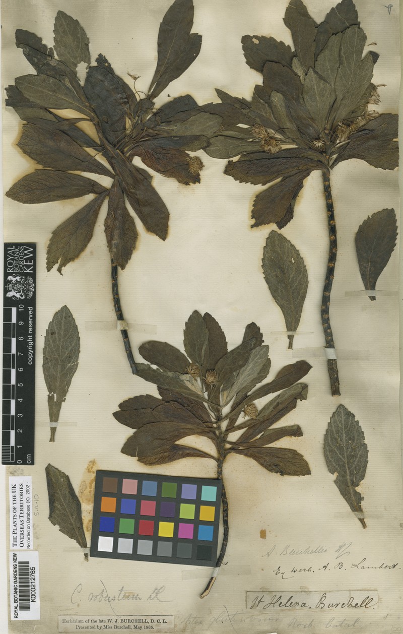 Commidendrum robustum subsp. gummiferum photo 4