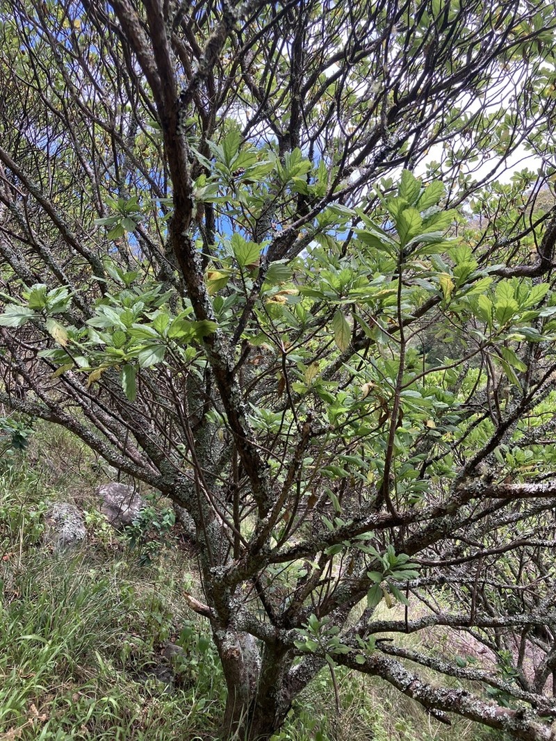 Commidendrum rotundifolium