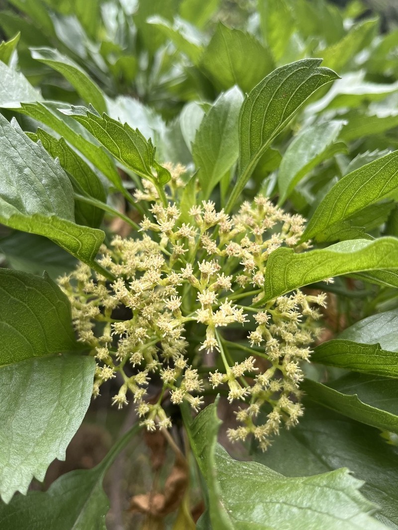Commidendrum rotundifolium photo 2