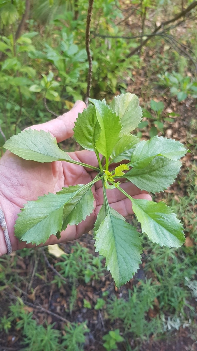 Commidendrum rotundifolium photo 3