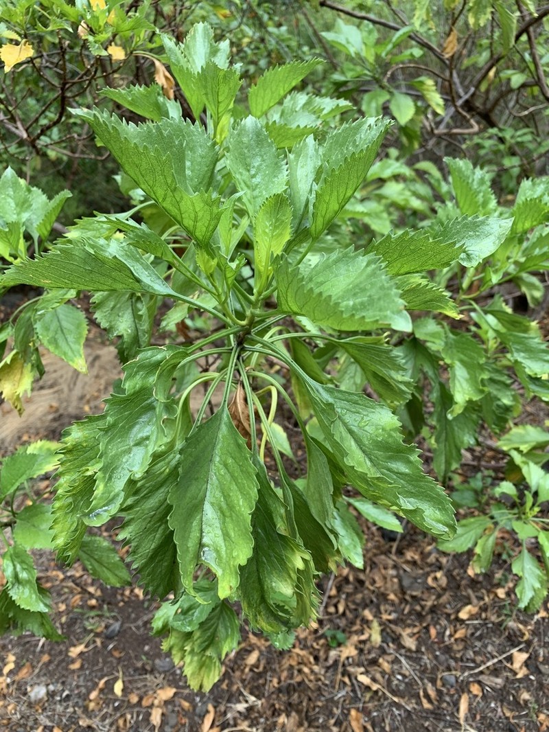 Commidendrum rotundifolium photo 4