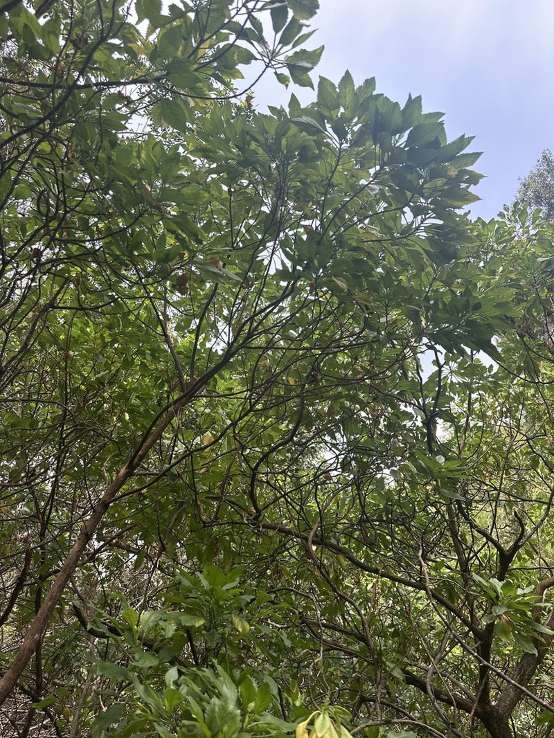 Commidendrum rotundifolium photo 5