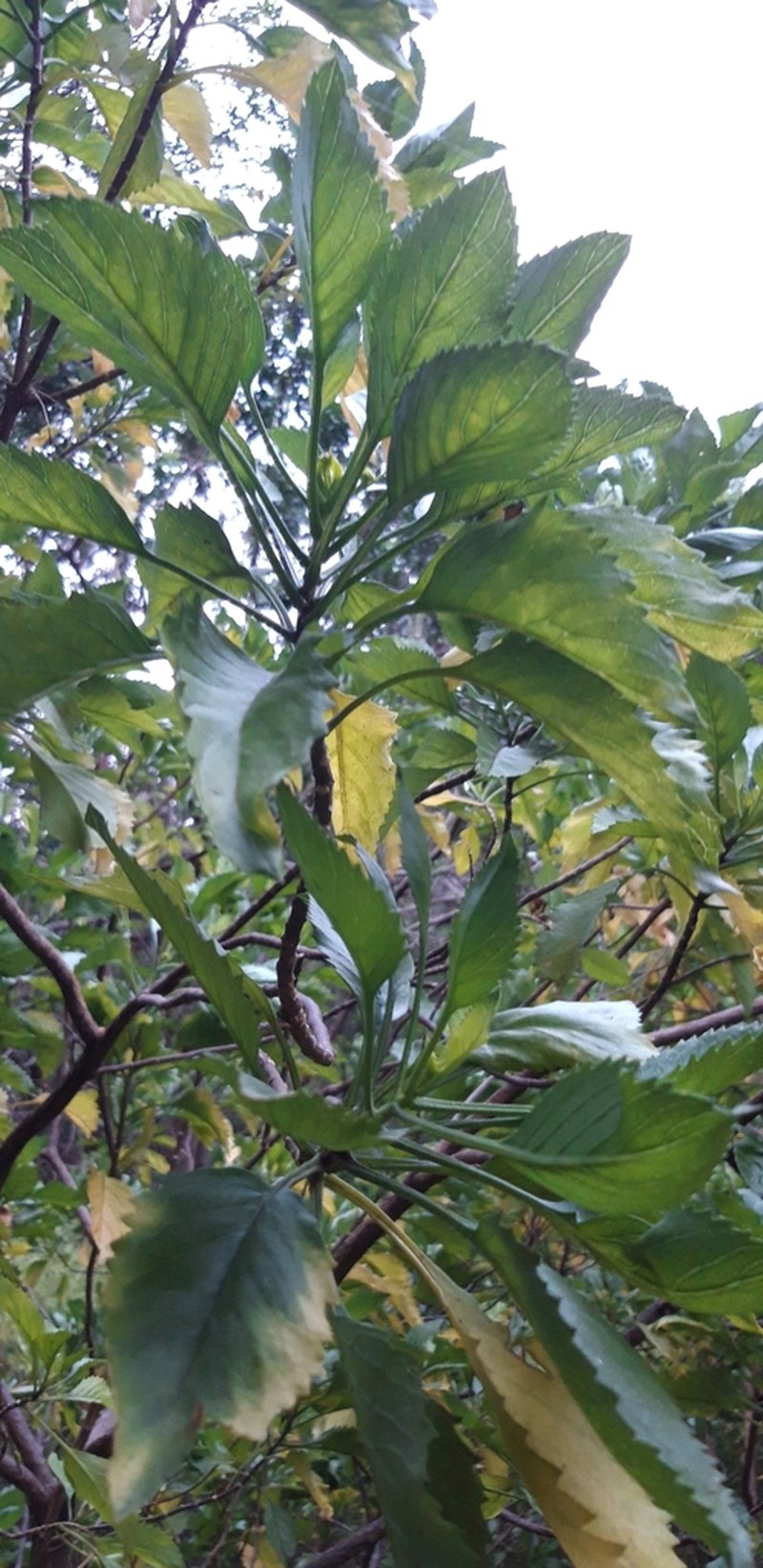 Commidendrum rotundifolium photo 6