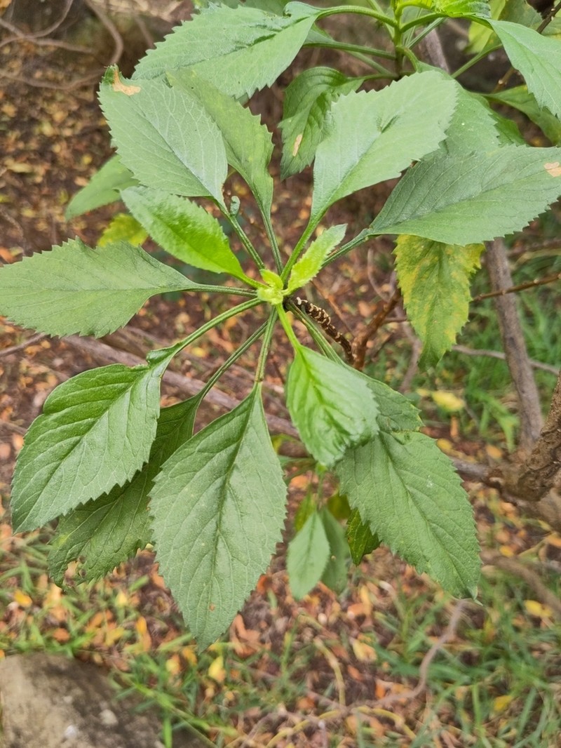 Commidendrum rotundifolium photo 7