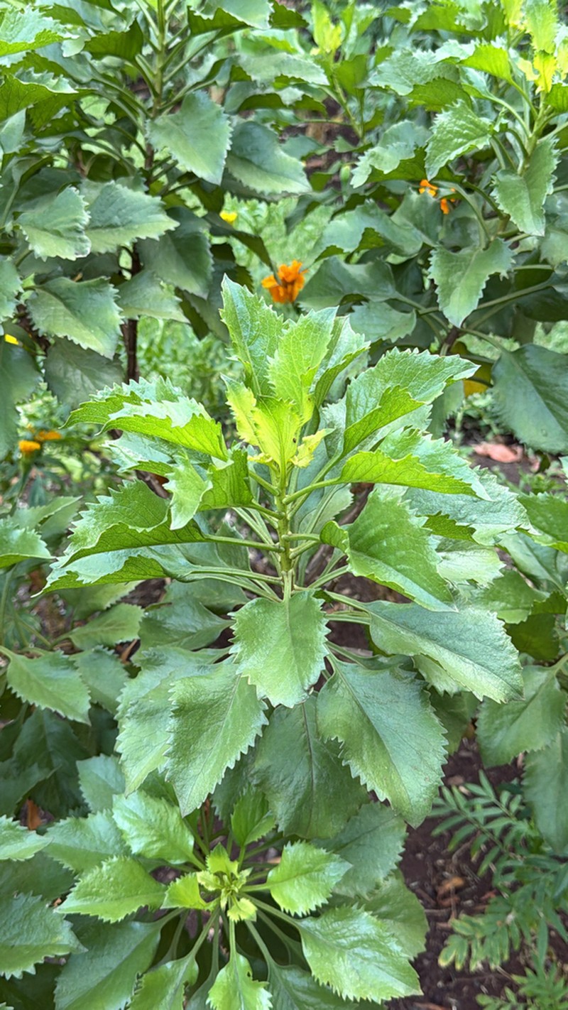 Commidendrum rotundifolium photo 8