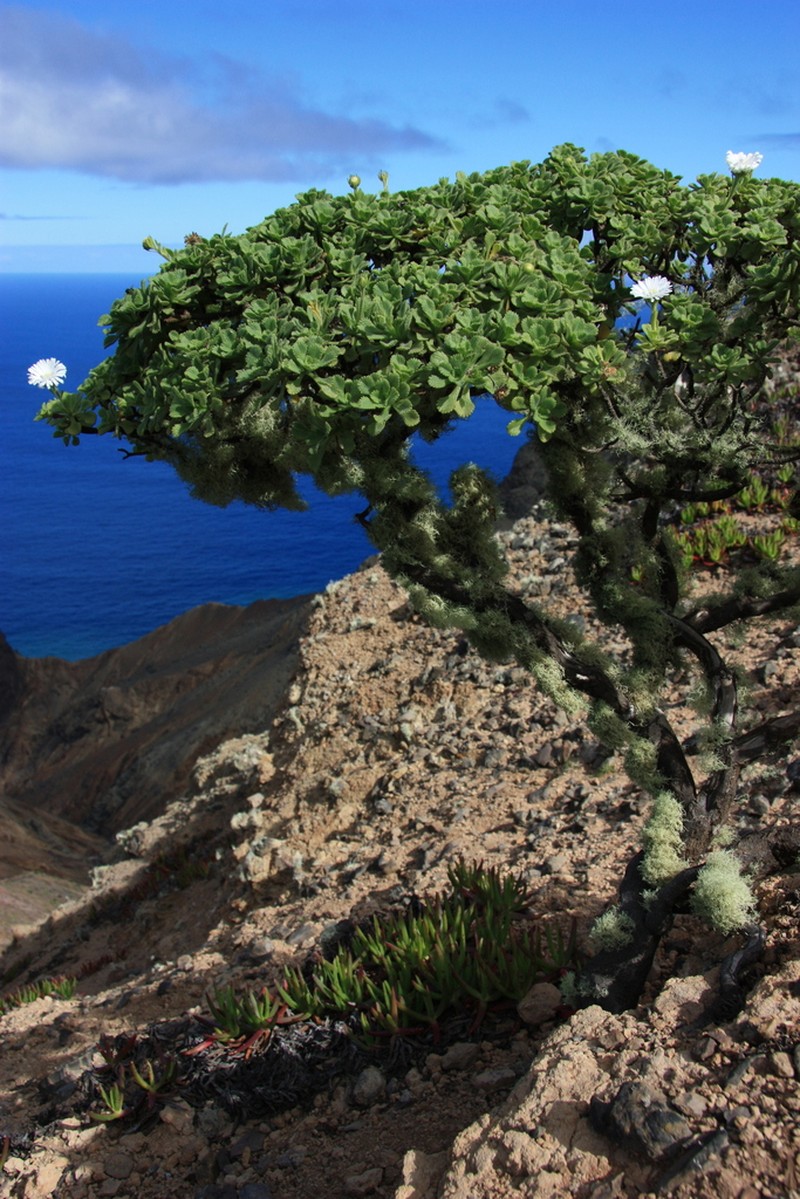 Commidendrum rugosum