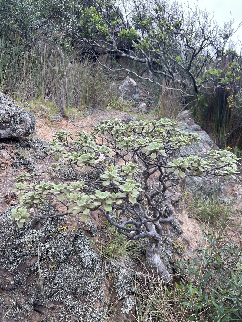 Commidendrum rugosum photo 2