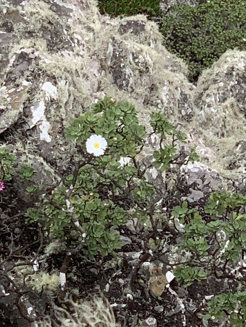 Commidendrum rugosum photo 5