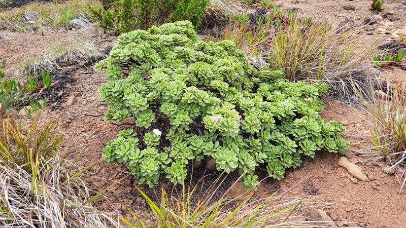 Commidendrum rugosum photo 6