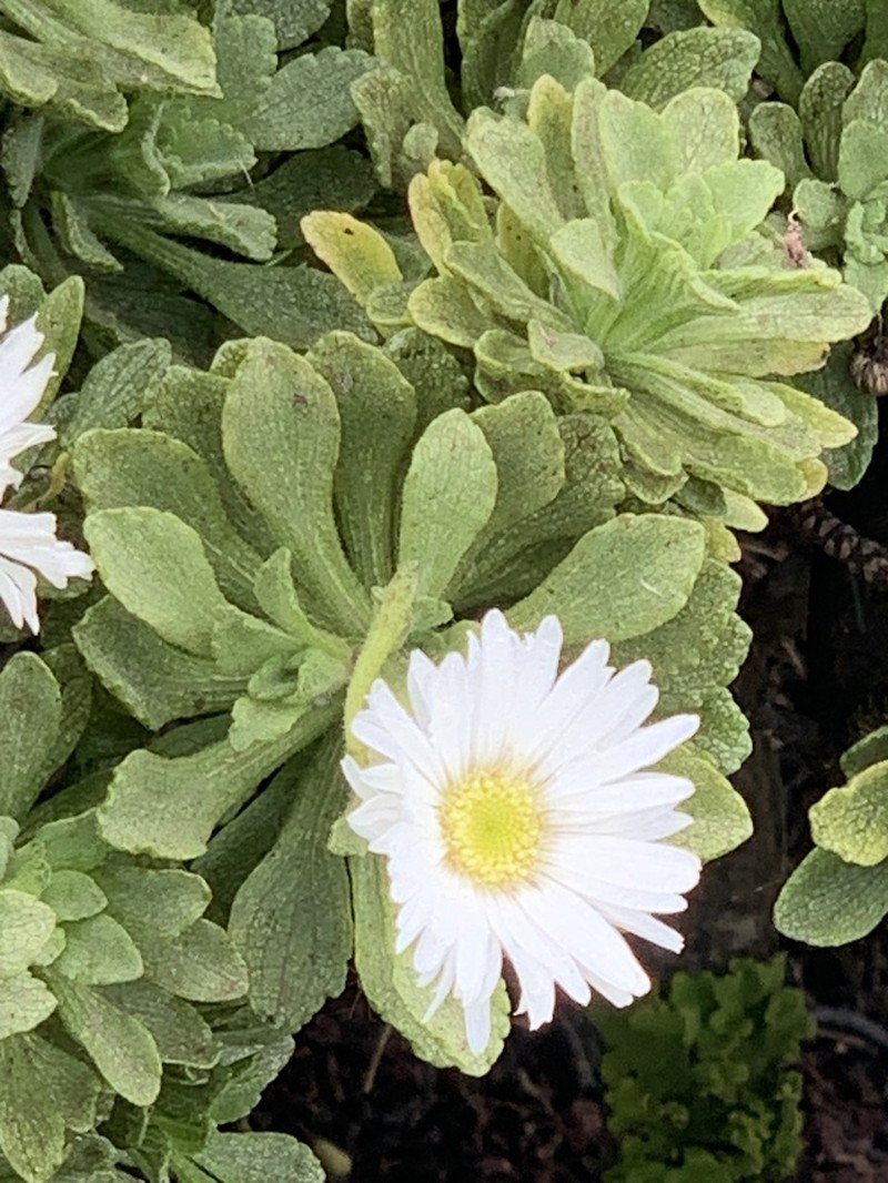 Commidendrum rugosum photo 7