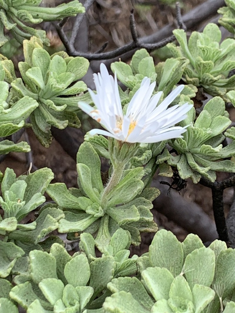 Commidendrum rugosum photo 8