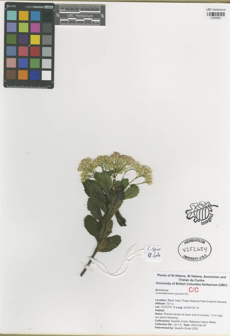 Commidendrum spurium