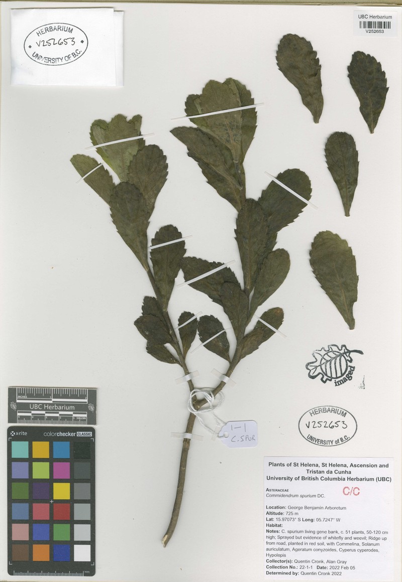 Commidendrum spurium photo 2