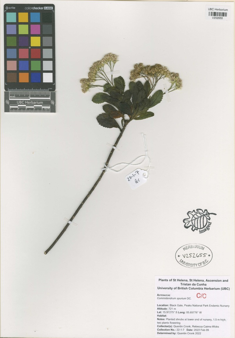 Commidendrum spurium photo 3